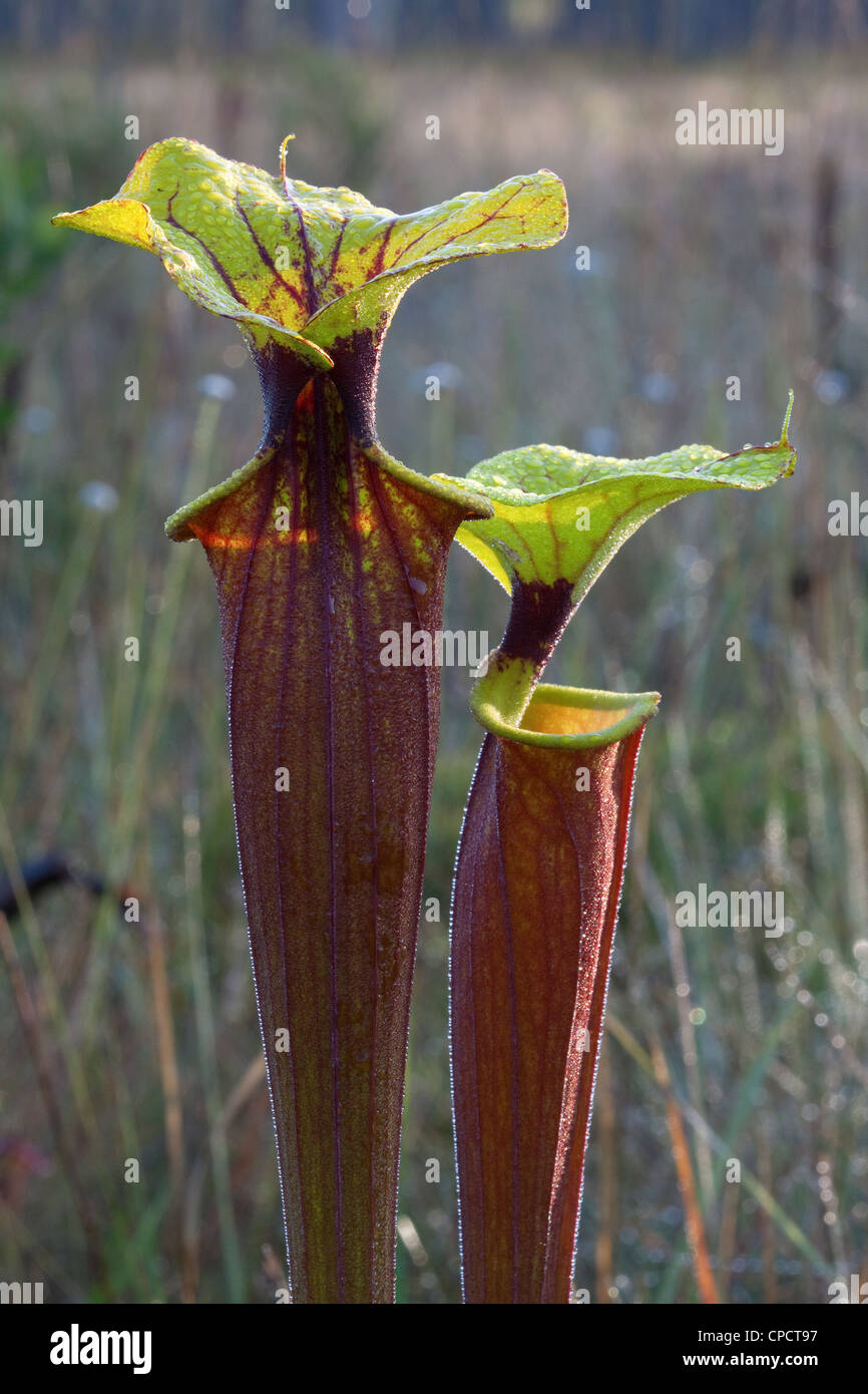 Planta carnívora trompeta las plantas jarro Sarracenia flava var rubricorpora Florida USA Foto de stock