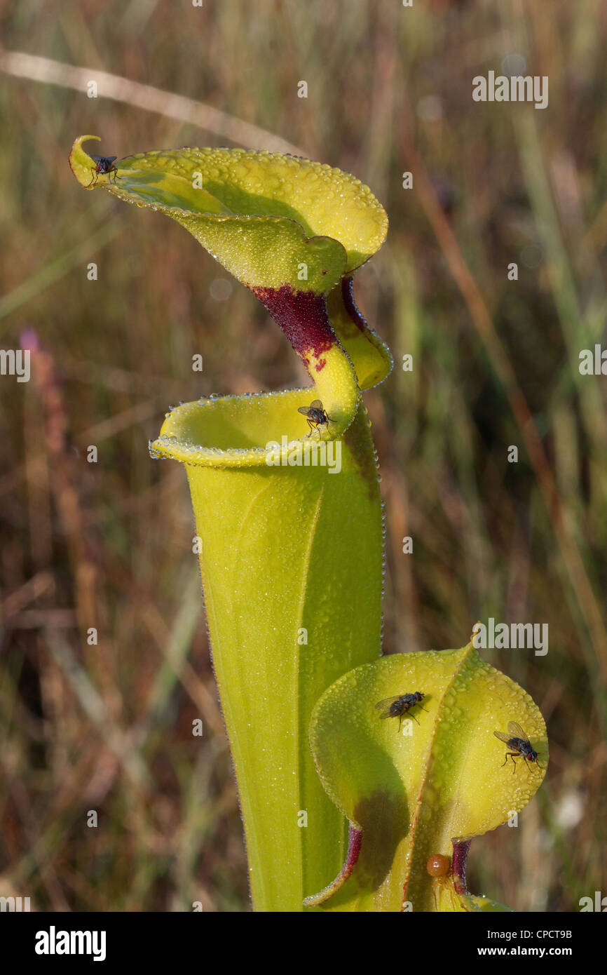 Amarillo-carnívoras encabezó la lanzadora planta Sarracenia flava var rugelii & 4 vuela recogiendo el rocío y el néctar, y cangrejo araña, FL EE.UU. Foto de stock