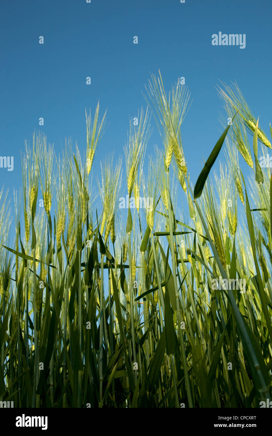 Campo de cebada verdes sobre cielo azul Foto de stock