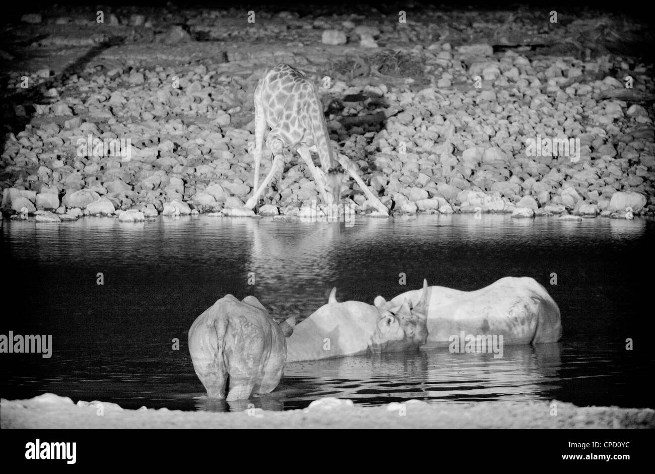 Nightshot hechas con focos en el Parque Nacional Etosha Namibia, una jirafa es beber durante tres rinocerontes negros se baña. Foto de stock