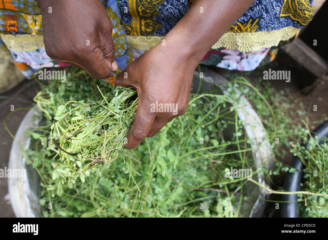 La medicina herbaria, Lomé, Togo, África occidental, África Foto de stock