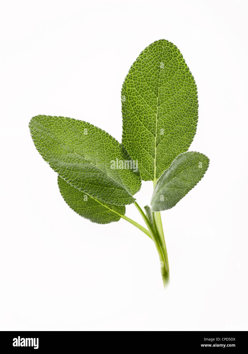 Ramita de hojas de salvia fresca Foto de stock