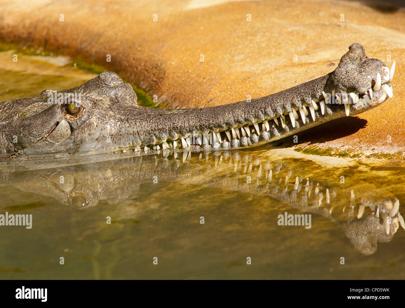 El gavial (Gavialis gangeticus) es un cocodrilo de la familia Gavialidae nativa del subcontinente indio. Foto de stock