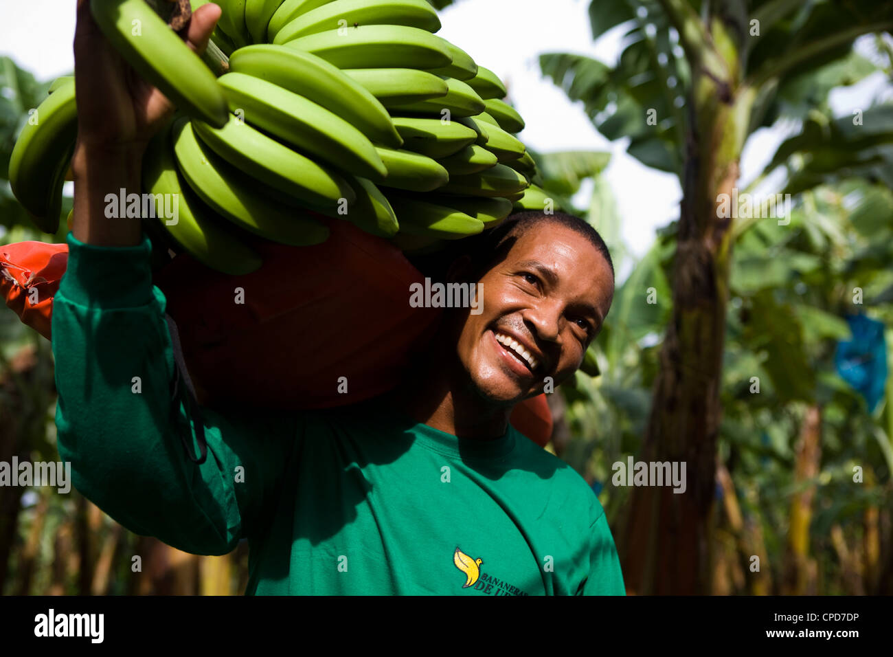 Los agricultores titulares de banano Fairtrade una rama grande de bananas Foto de stock