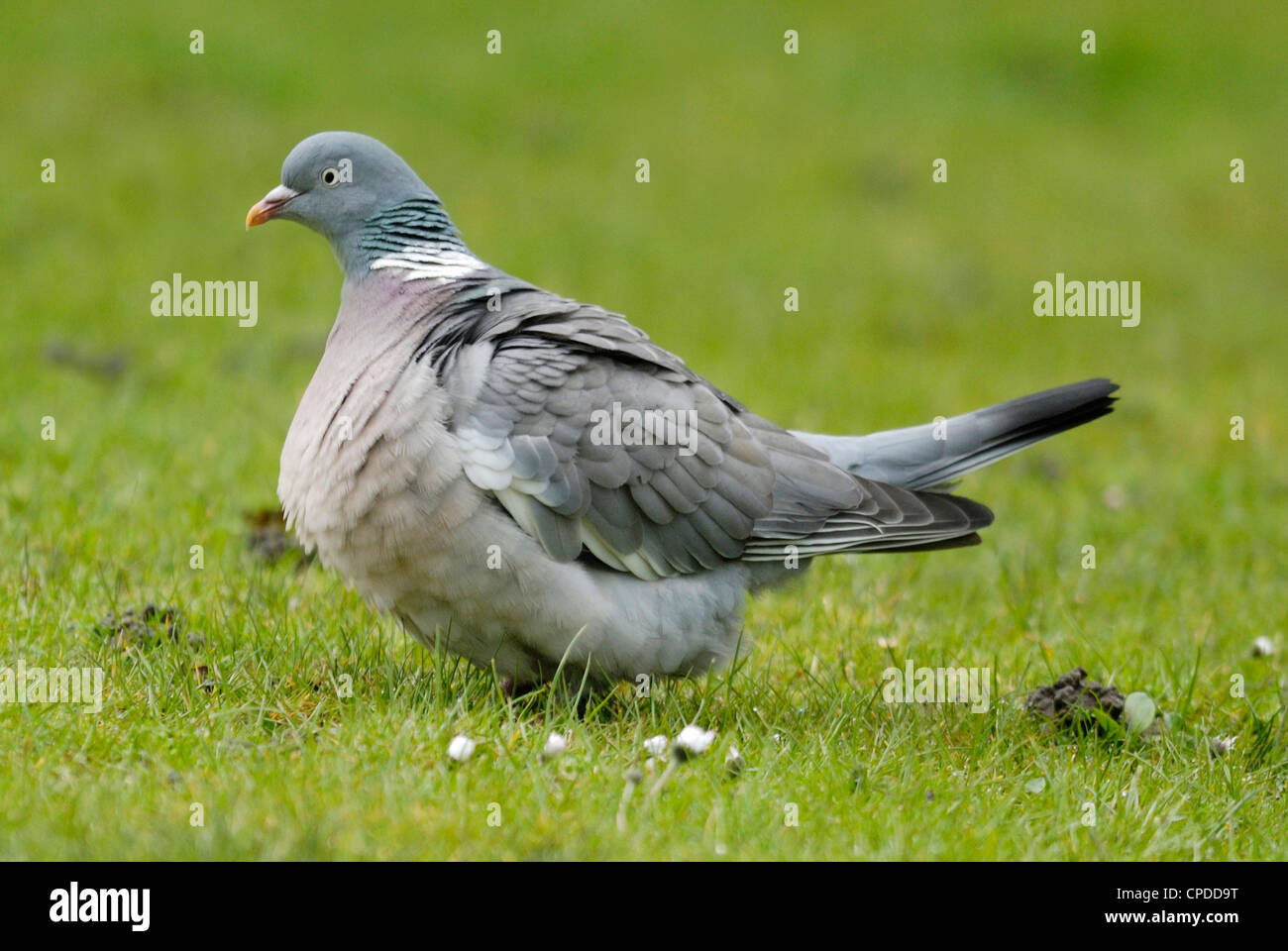 Fat La Paloma Torcaz (Columba palumbus) hinchada después de una comida grande Foto de stock