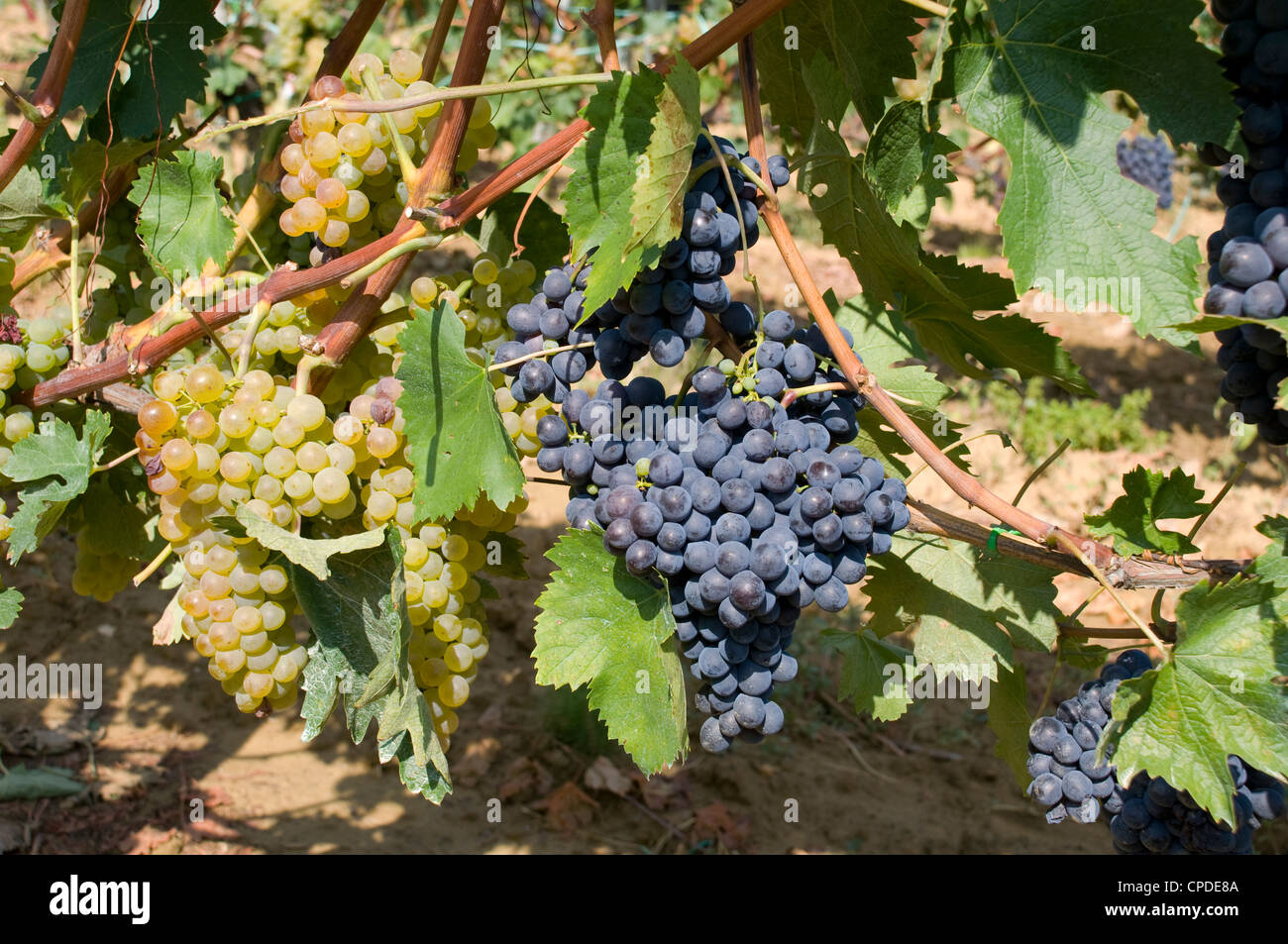 Las uvas rojas y blancas que crecen en un viñedo cerca de Montalcino, Toscana, Italia, Europa Foto de stock