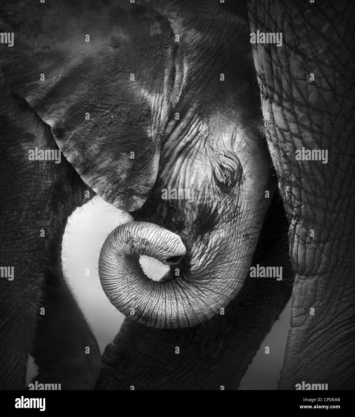 Bebé elefante, en busca de consuelo contra la pata de la madre - Parque Nacional Etosha Foto de stock