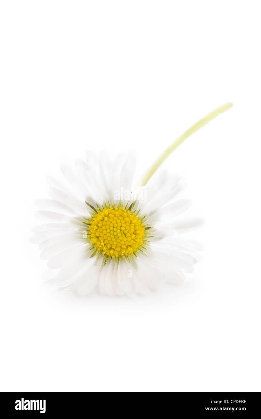 Un único común inglés silvestres daisy aislado sobre un fondo blanco. Foto de stock