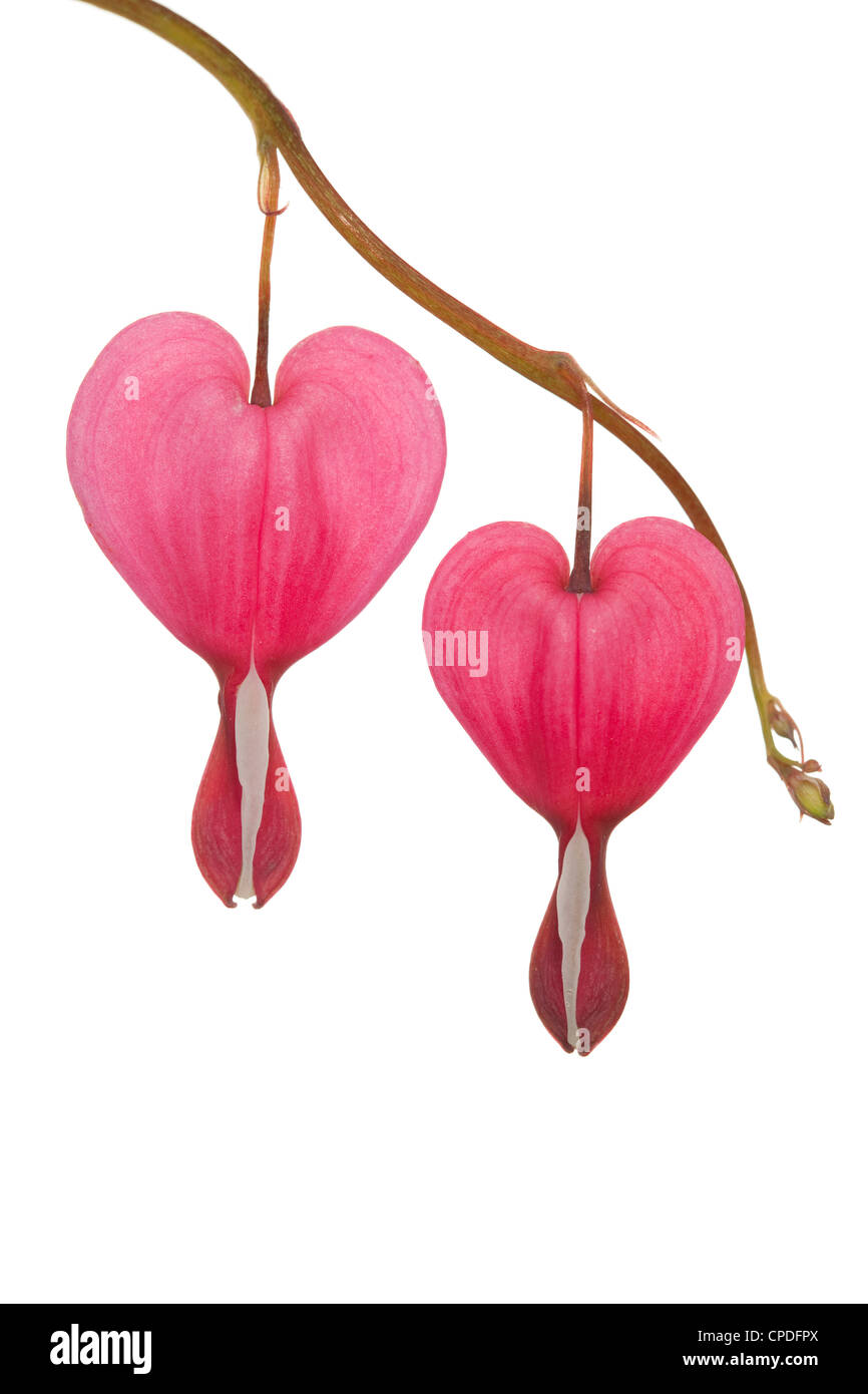 Flor en forma de corazón (Lamprocapnos spectabilis) sobre blanco Foto de stock