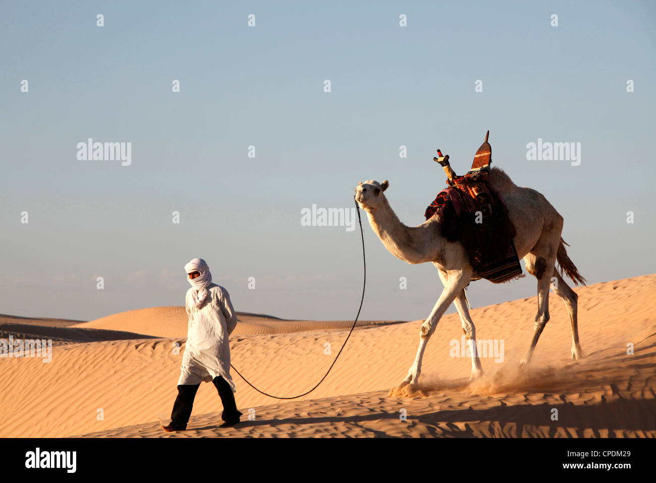 Conductor de camellos en el desierto del Sáhara, cerca de Douz con, Kebili, Túnez, África del Norte, África Foto de stock