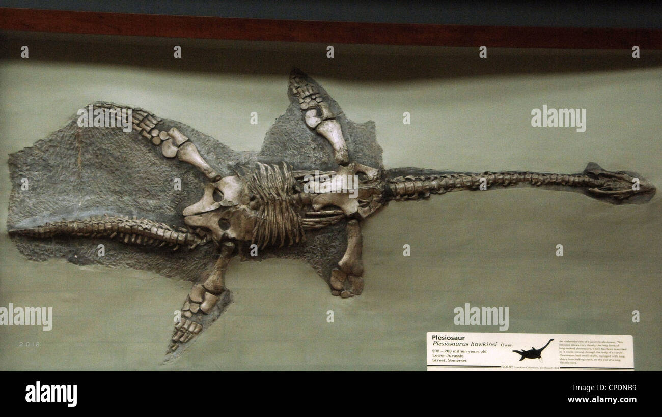 Fossil plesiosaur fotografías e imágenes de alta resolución Alamy