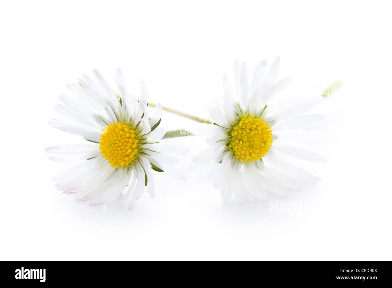 Dos daisy flores aislado sobre un fondo blanco. Foto de stock