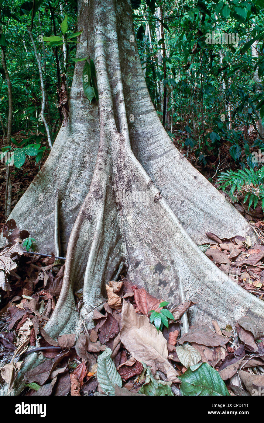 Reforzar las raíces, Selva, Costa Rica. Foto de stock