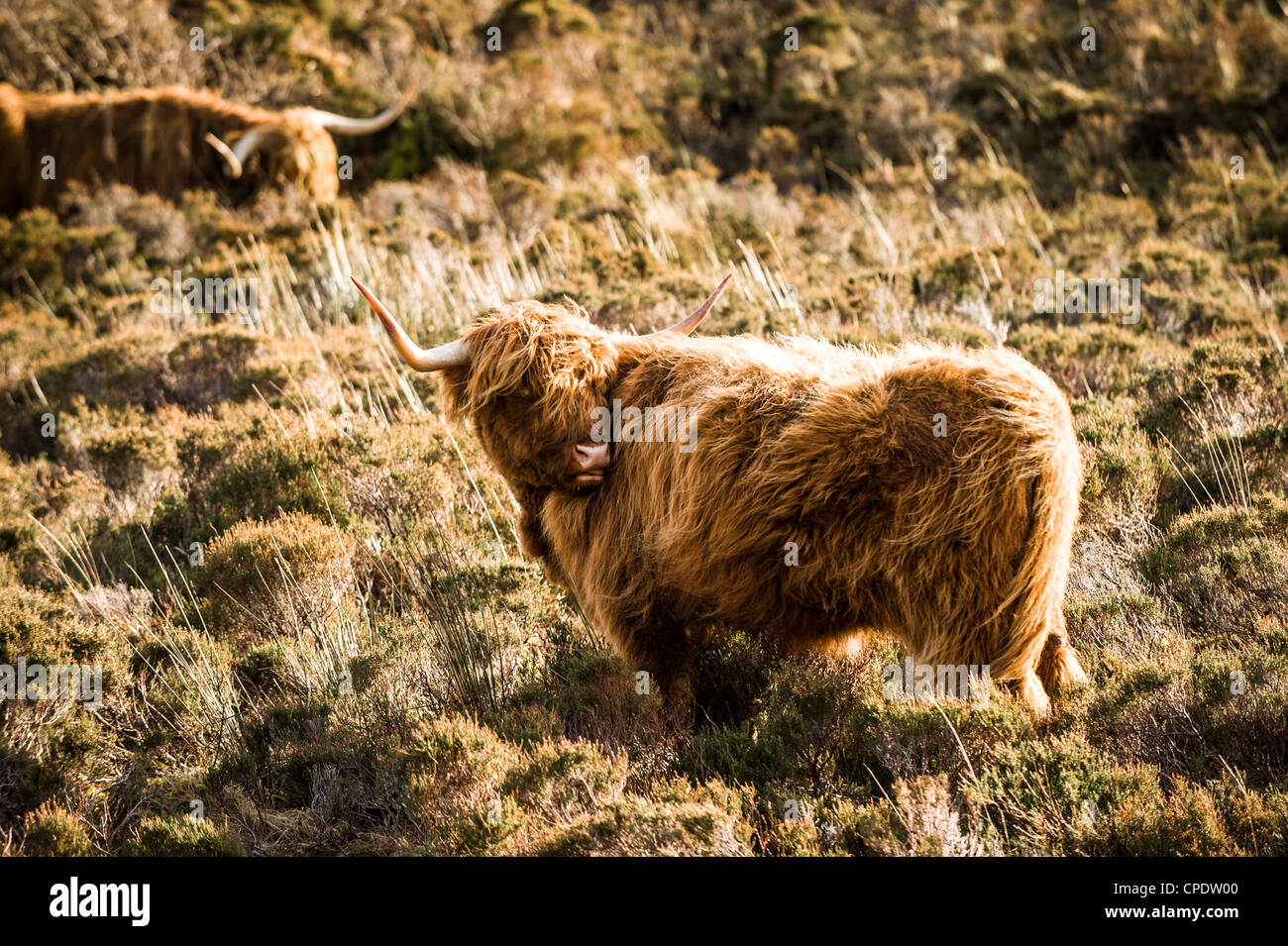 Highland ganado tener un arañazo en la Isla de Skye, Escocia Foto de stock