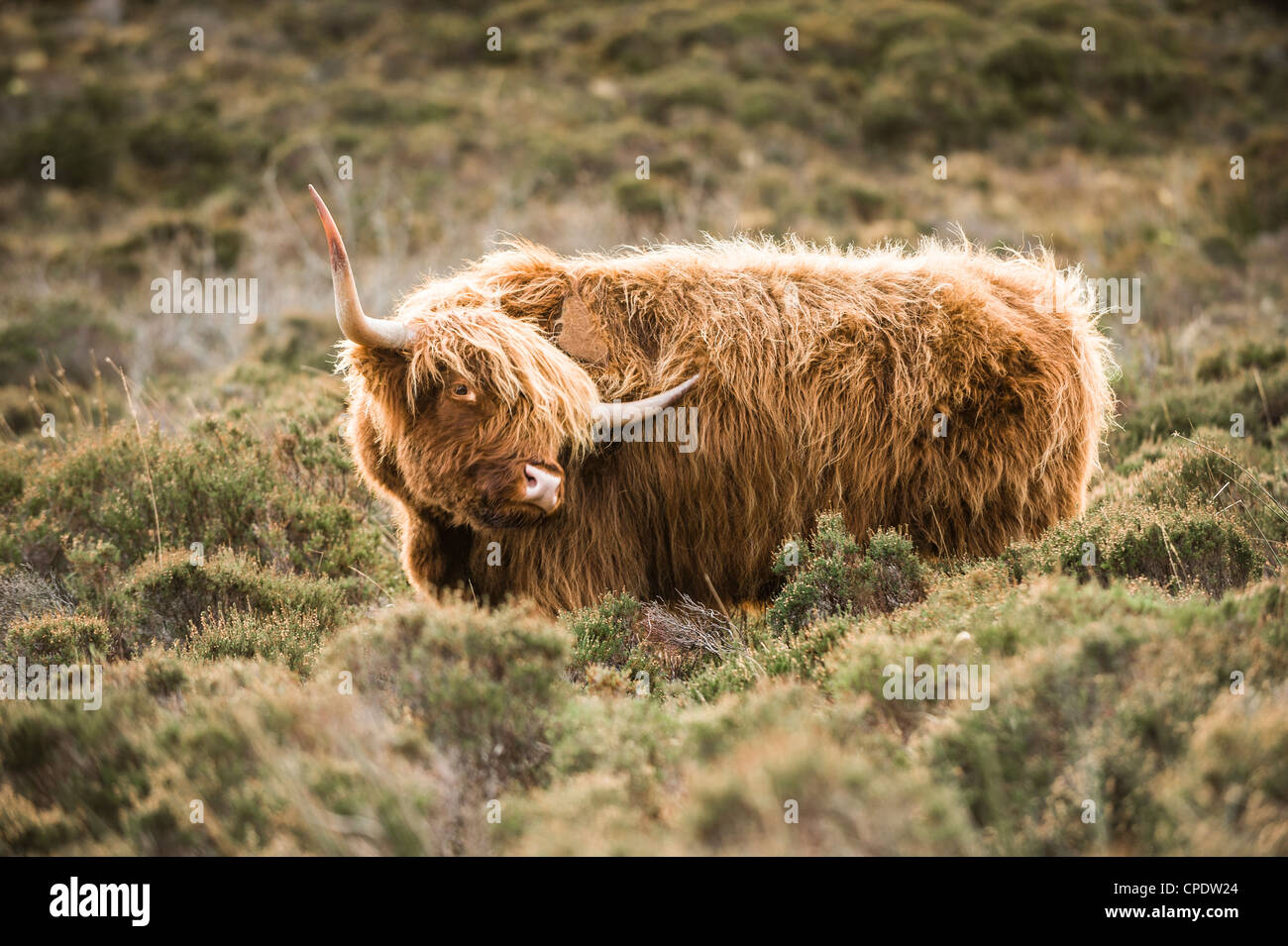 Highland ganado tener un arañazo en la Isla de Skye, Escocia Foto de stock