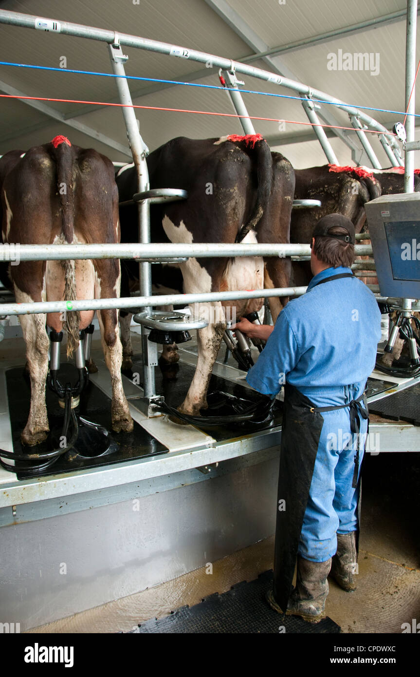 Nueva Zelanda Isla Norte cerca de Wellington, rotary cobertizo ordeñando la leche de vaca en la granja lechera en Wairarapa Foto de stock