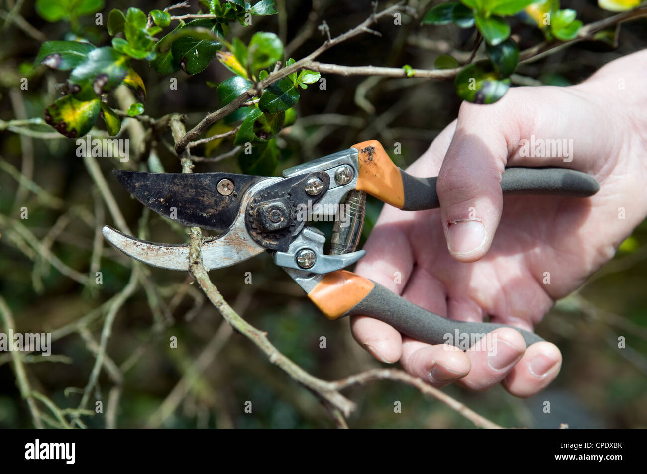 Tijeras de podar largas de pértiga Fotografía de stock - Alamy