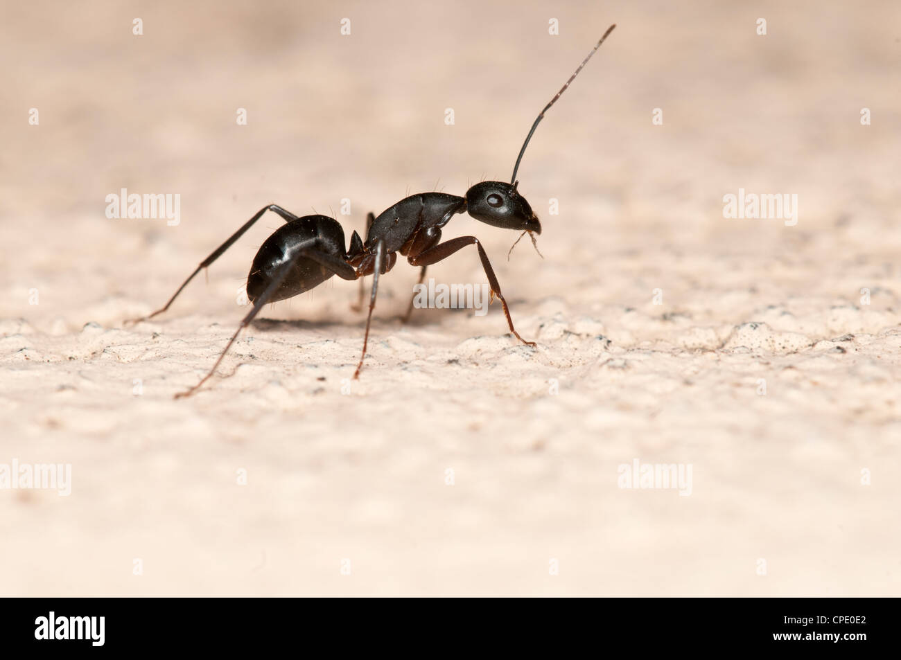 Carpenter ant aislado sobre fondo blanco. Esta hormiga es una plaga mayor de casas Foto de stock