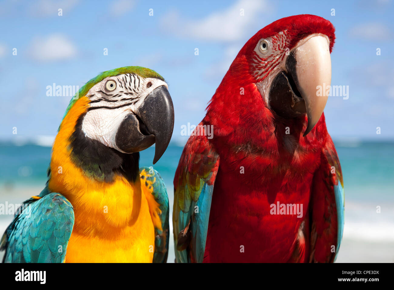 Los loros coloridos, Punta Cana, República Dominicana, Antillas, Caribe, América Central Foto de stock