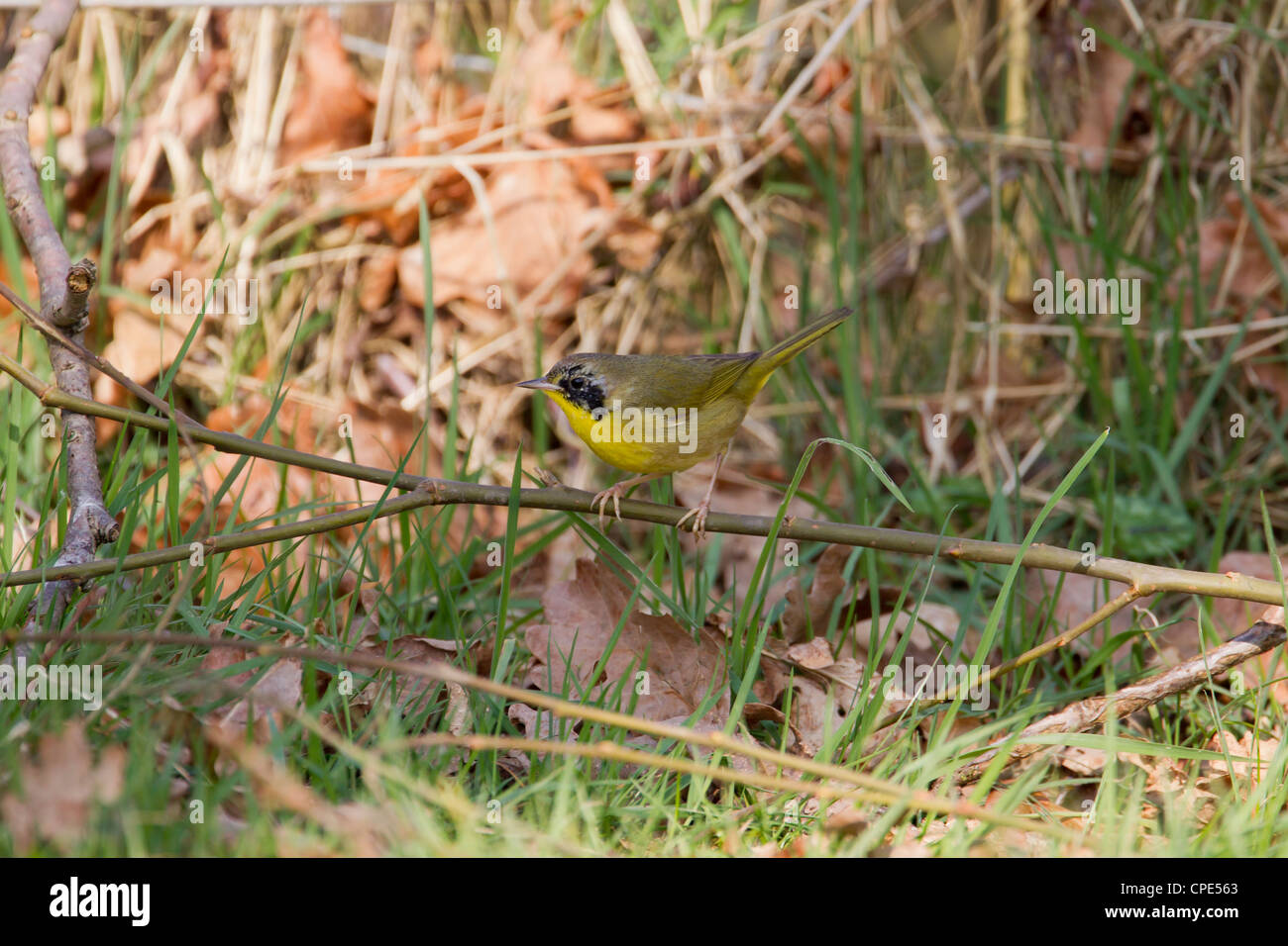 Common Yellowthroat Geothlypis trichas alimentando entre la hojarasca en Rhewderin, Gales en marzo. Foto de stock