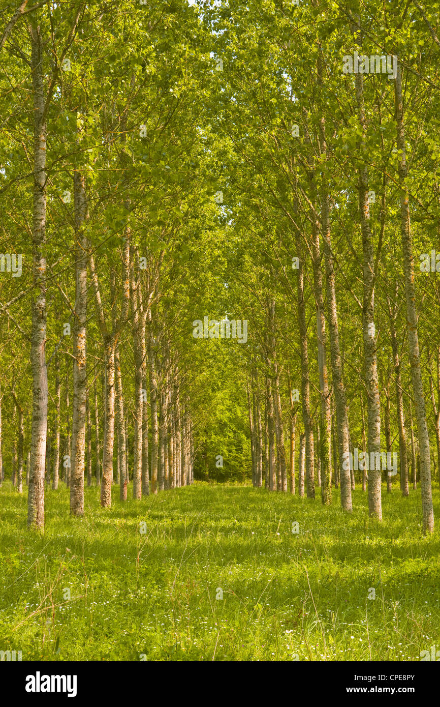 Árboles cerca de Fontaines-en-Sologne, Loir-et-Cher, Centro de Francia, Europa Foto de stock