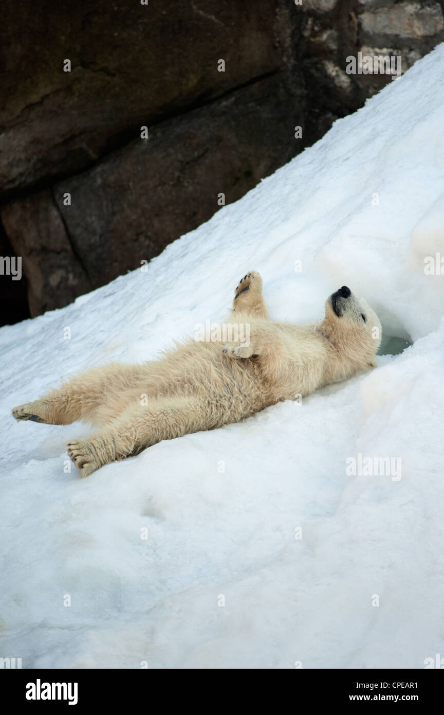 Pequeño osezno polar divertirse en la nieve Foto de stock