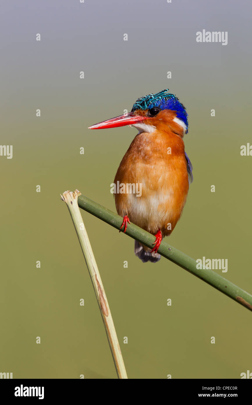 Malachite Kingfisher Alcedo cristata encaramado sobre el tallo reed en el lago Awassa, Etiopía en febrero. Foto de stock