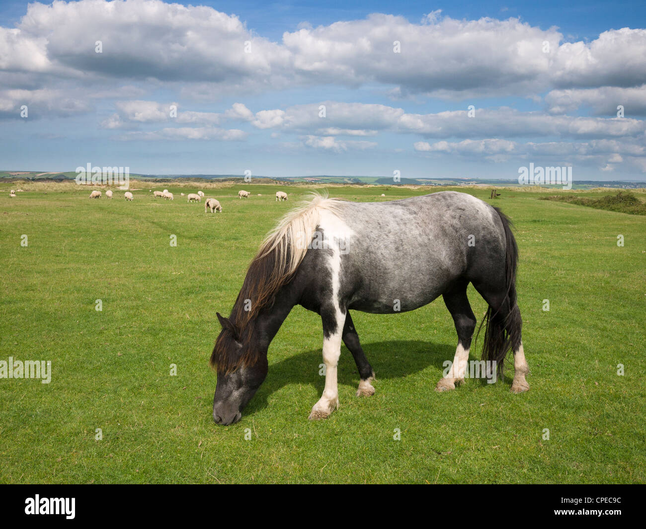 Pony en Northam Burrows Country Park, Northam, Devon, Inglaterra. Foto de stock