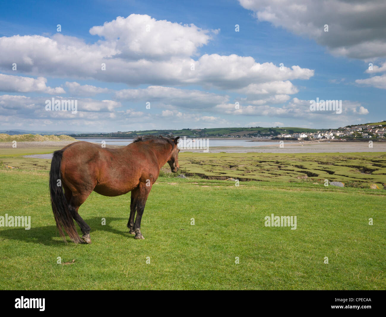Pony mirando hacia Appledore desde Northam Burrows Country Park, Devon, Inglaterra. Foto de stock