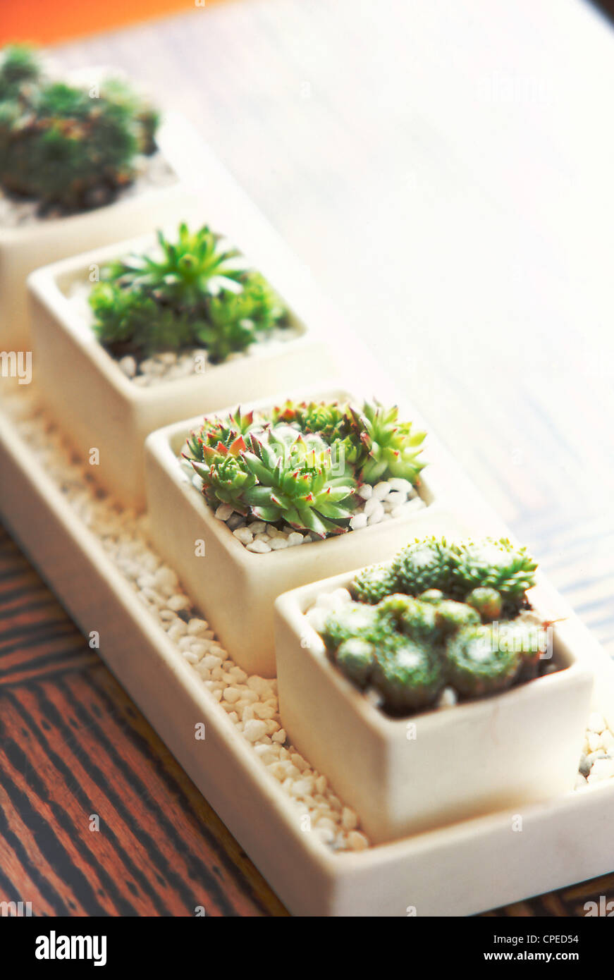 La maceta decorativa, cubierta de guijarros, Cactus Foto de stock
