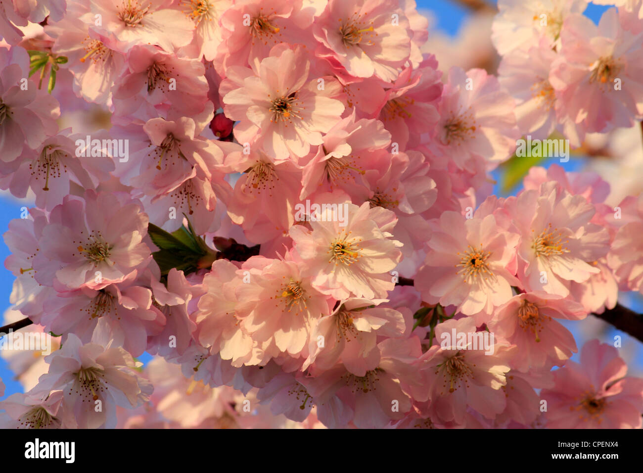 Hermosa flor de cerezo rosa masificada en un día de primavera azul Foto de stock