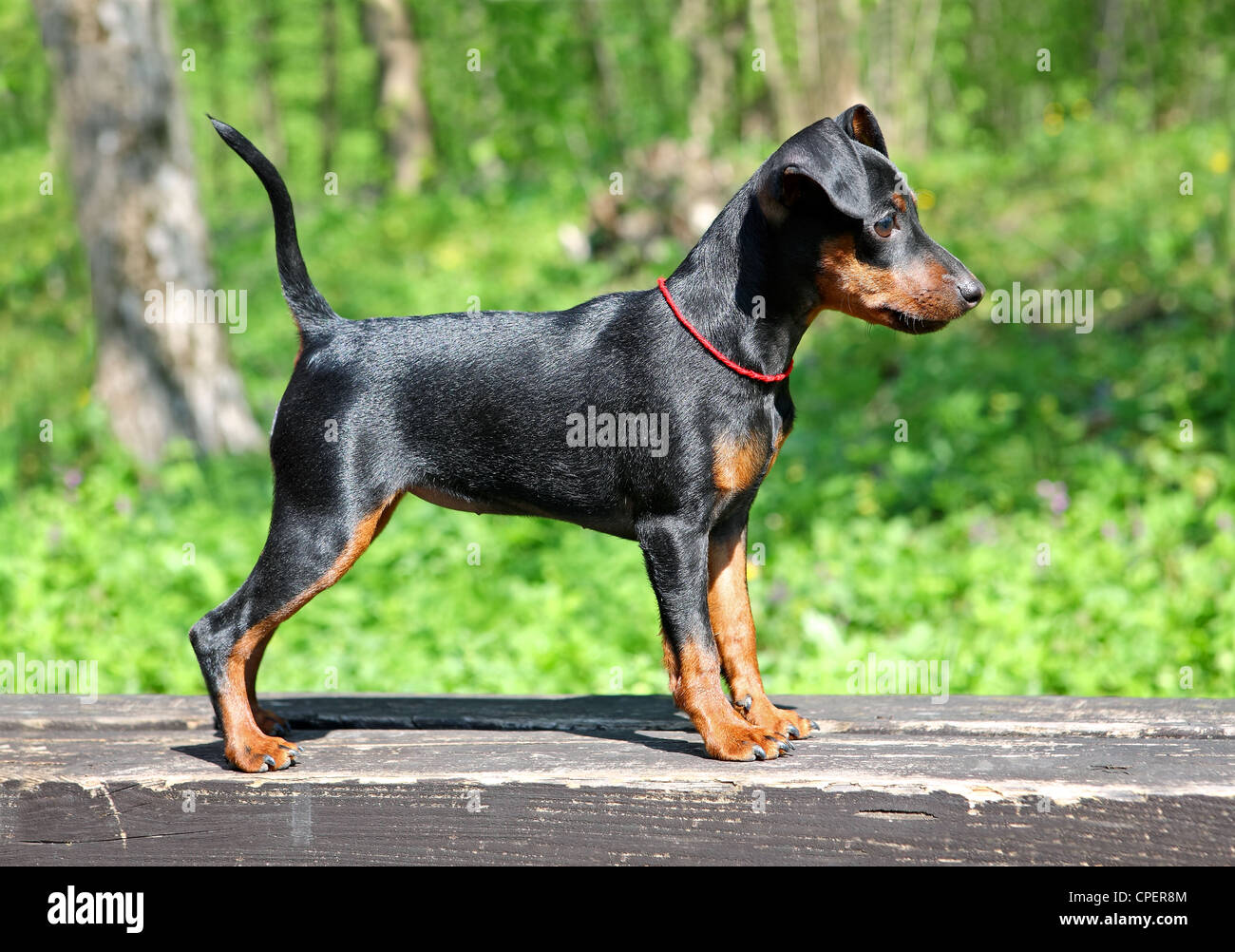 El cachorro Pinscher miniatura, 3 meses Fotografía stock - Alamy