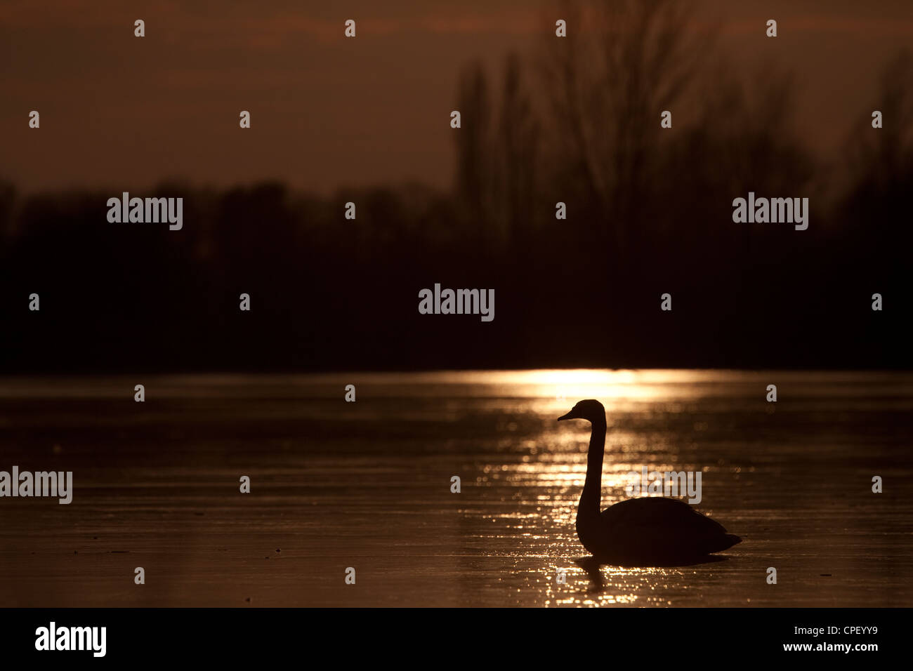 Cisne sobre un lago congelado al atardecer. Kraaijenbergse plassen, Países Bajos. Foto de stock