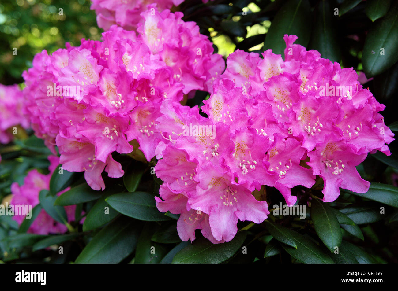 Rododendro rosado rico abundante flor rododendro fotografías e imágenes de  alta resolución - Alamy