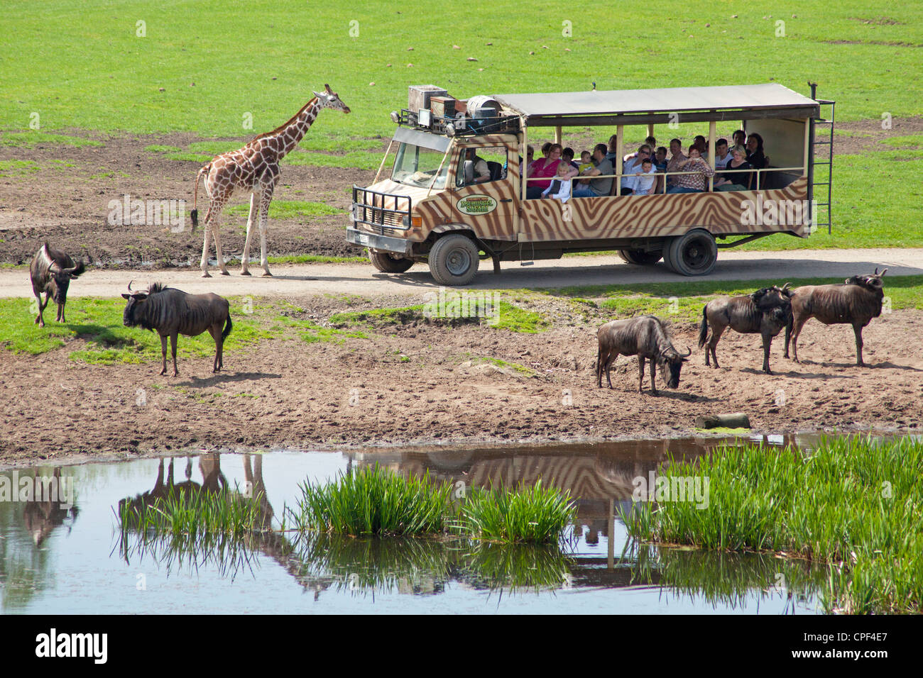Safari bus pasando animales, parque de Serengeti, Hodenhagen, Baja Sajonia, Alemania Foto de stock