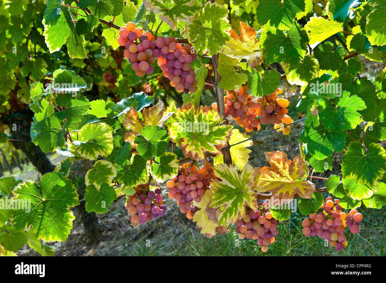 Gewurztraminer viñedo viñas de uvas maduras en el Domaines Dopff viñedo cerca de Riquewihr en tarde de sol otoñal Alsace Francia Foto de stock