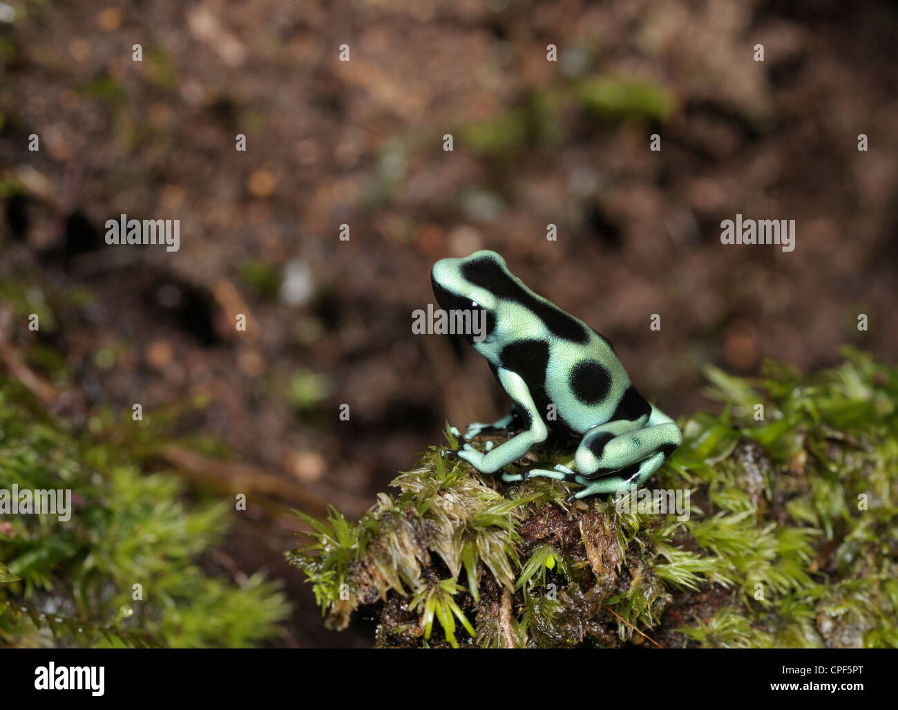 Verde y negro rana venenosa, Dendrobates auratus, en la selva, Chilamate, Costa Rica Foto de stock