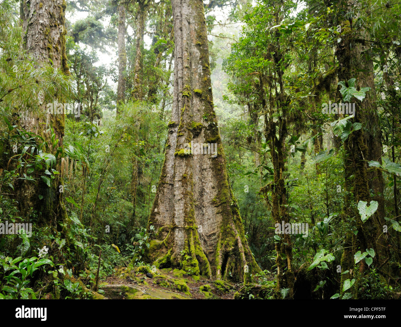 Bosque nuboso con un enorme árbol de roble antiguo, Quercus bumelioides, San Gerardo de Dota, Costa Rica Foto de stock