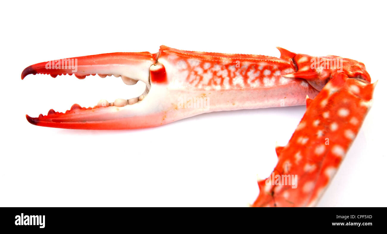 Cangrejo rojo Claw aislado sobre fondo blanco. Foto de stock