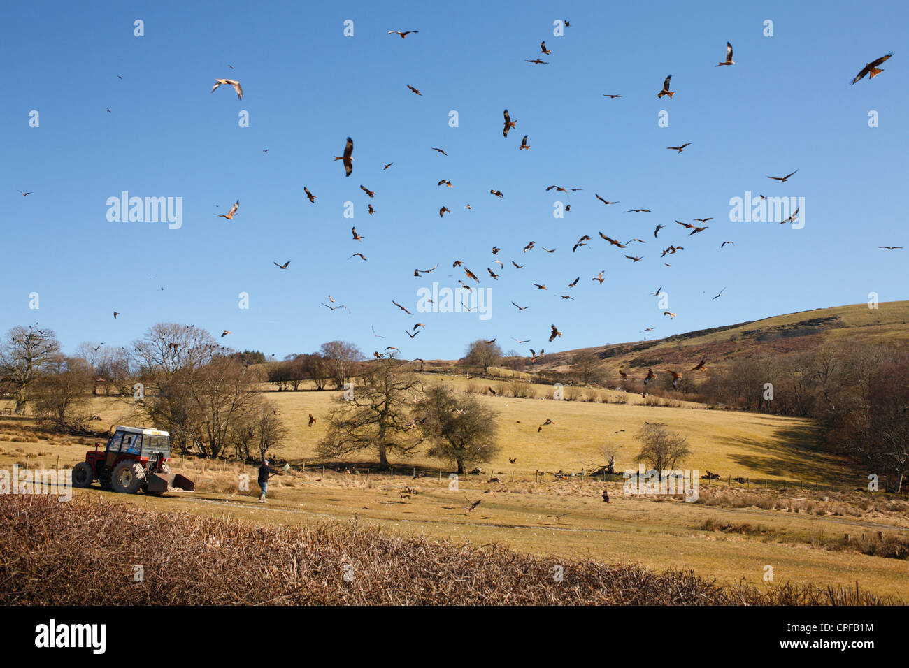 Cometas rojas (Milvus milvus) volando sobre la estación de carga en Gigrin granja como la alimentación se propaga. Powys, Gales. Foto de stock