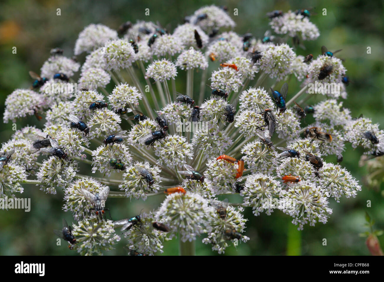 Angelica flor fotografías e imágenes de alta resolución - Alamy