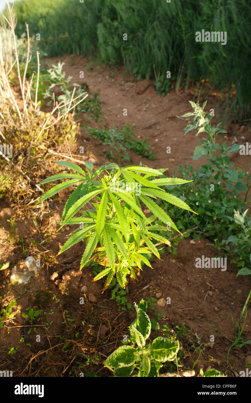 La planta de cáñamo (Cannabis sativa) crece como maleza en el borde de un campo de espárragos. Leicestershire, Inglaterra. Foto de stock