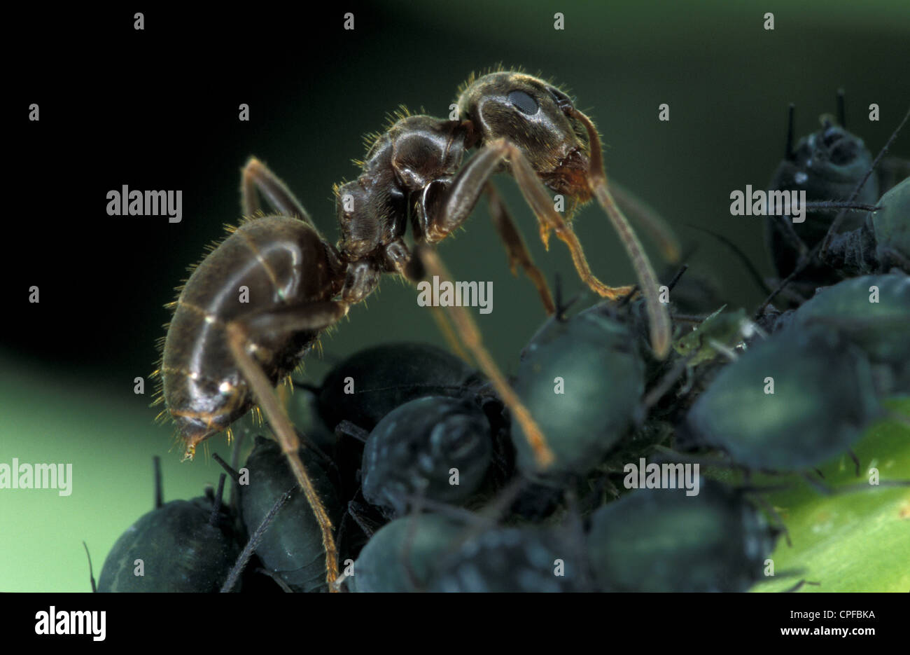 Hormiga negra de jardín (Lasius niger) cuidando la granja de áfidos. Foto de stock