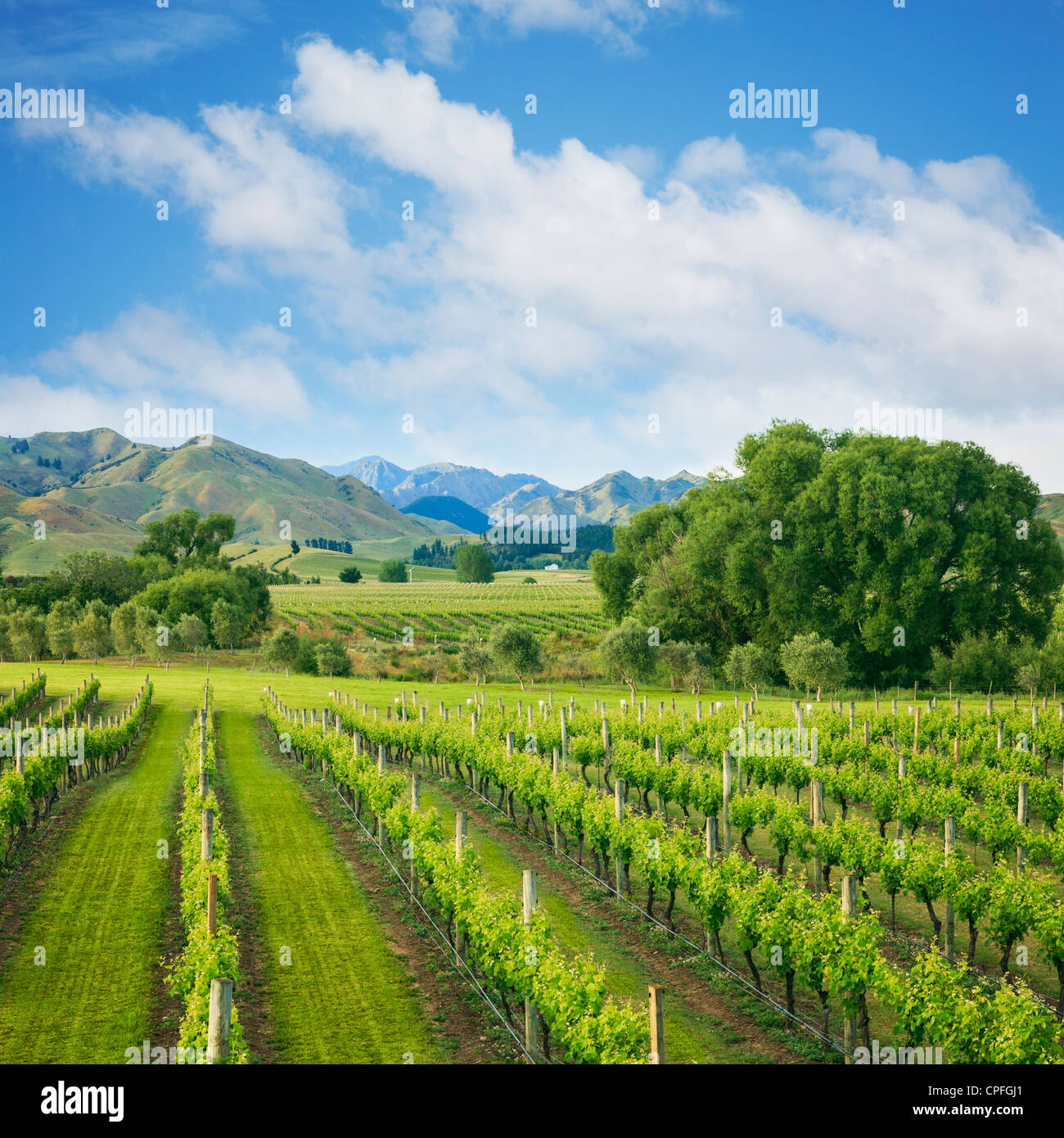 Hermoso viñedo metido debajo de las montañas de Nueva Zelanda la región vinícola de Marlborough. Foto de stock