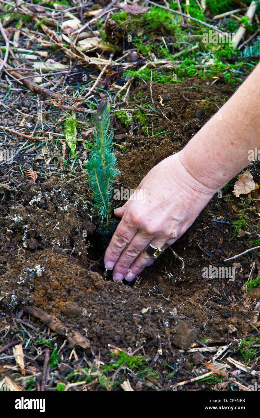 Plantar un abeto de plántulas en un bosque templado lluvioso Foto de stock