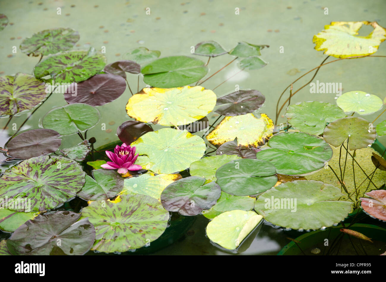 Flor de Loto de lirio flotante en un estanque Fotografía de stock - Alamy