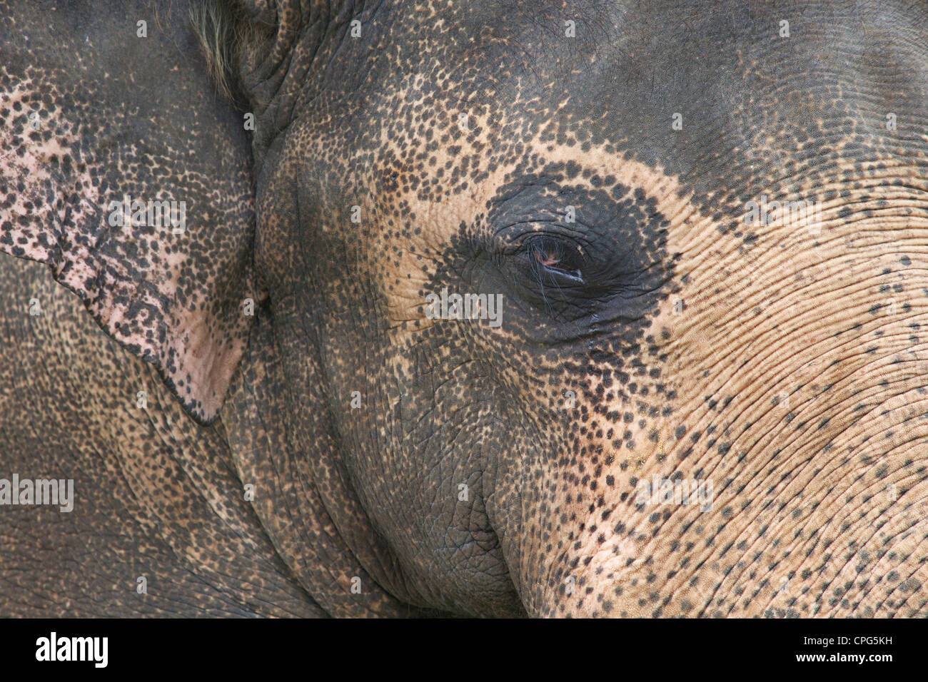 Acercamiento de elefantes asiáticos cautivos, Elephas maximus maximus, Sri Lanka, Asia Foto de stock