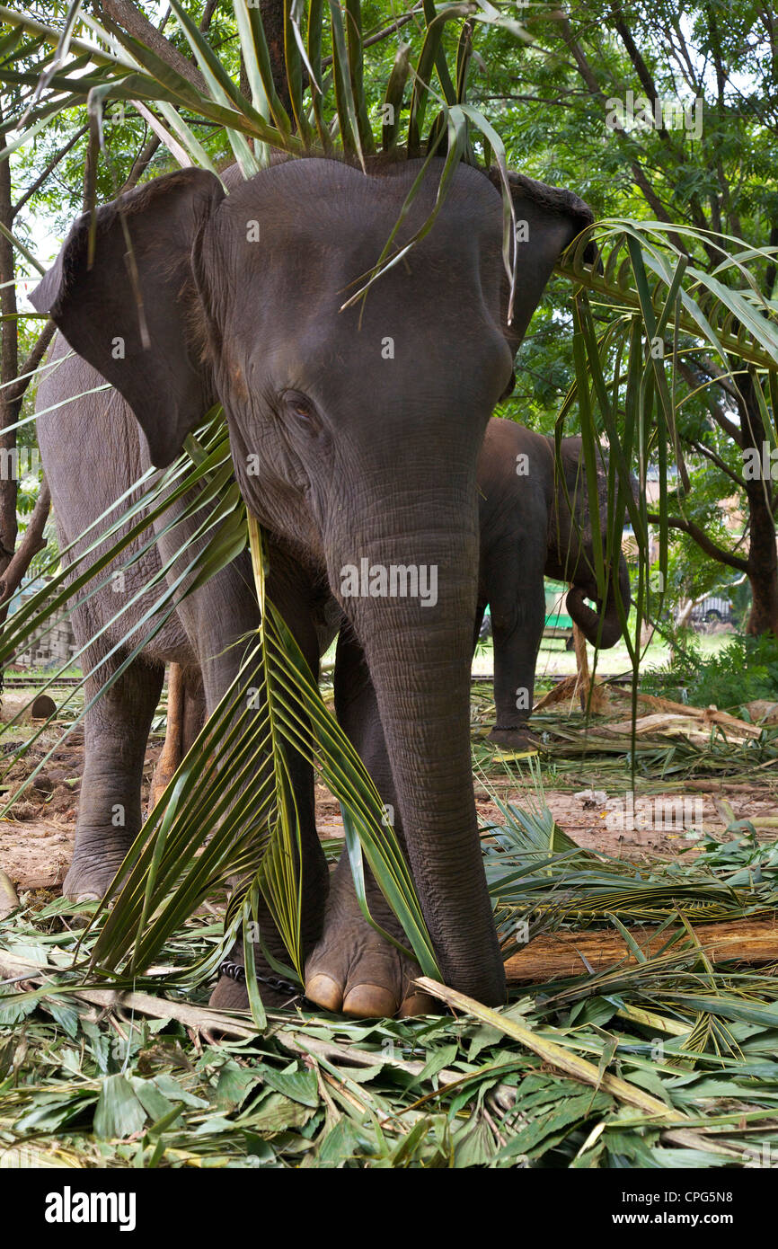 Los jóvenes cautivos de elefantes asiáticos se preparan para el Colombo Perahera, Elephas maximus maximus, Viharamahadevi Park Foto de stock
