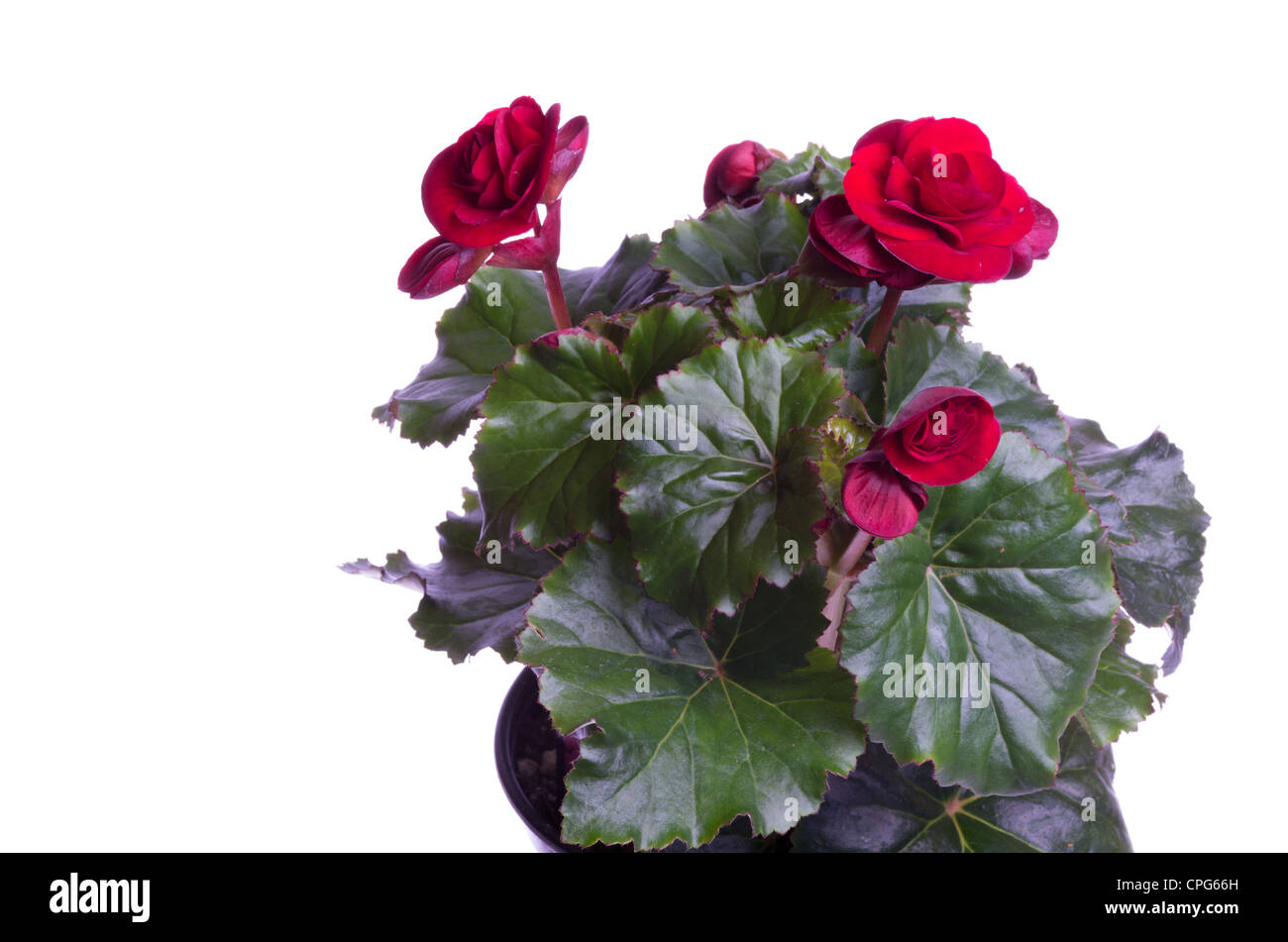 Red begonia blossom fotografías e imágenes de alta resolución - Alamy