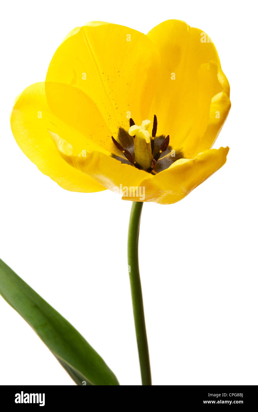 Foto de estudio de tulipanes aislado sobre fondo blanco. Foto de stock